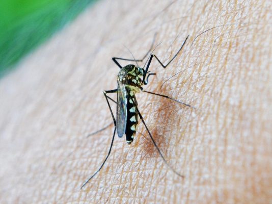 Mosquito-Borne Illnesses: How You Get Them and How to Avoid Them