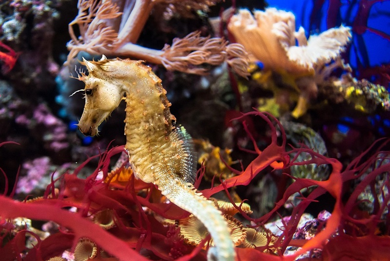 marine animals at aquarium