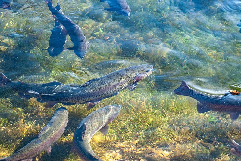 Fish Farming