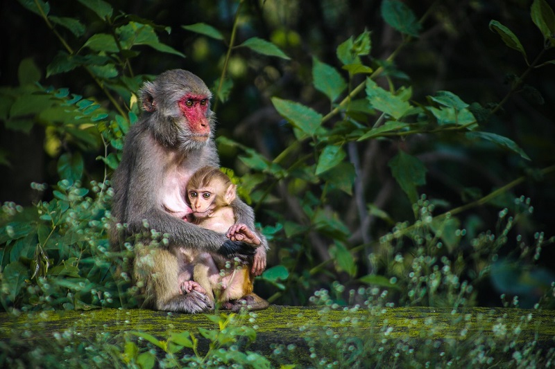 Empathy in animals