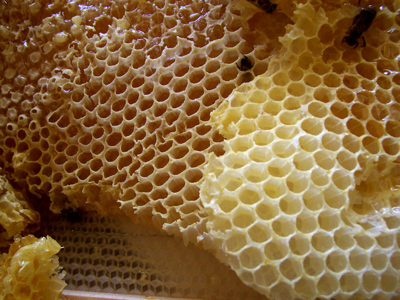 The Benefits of Backyard Beehives
